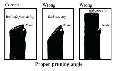 The Right and The Wrong Way & When To Prune Fruit Trees. heading cut, right way to make a pruning cut, angle