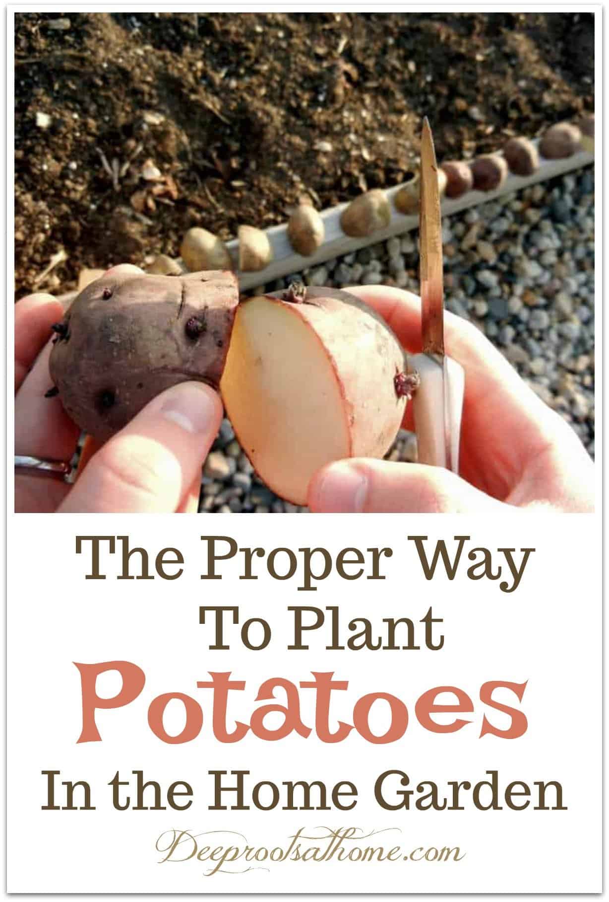 The Proper Way To Plant Potatoes In the Home Garden. Cutting up sprouting seed potatoes