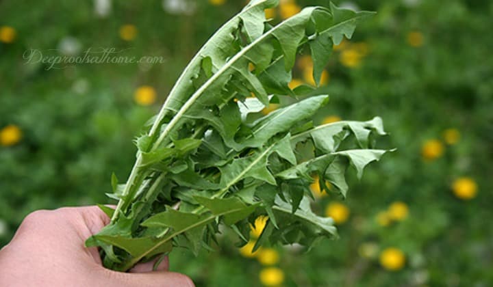 My Old-Fashioned Dandelion Greens Recipe: A Powerful Spring Tonic. spring dandelion leaves