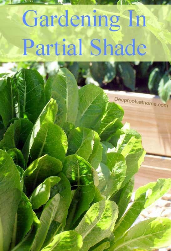 Vegetable Gardening: Plants That Will Grow In Partial Shade. My lettuces in the shade of tomato plants