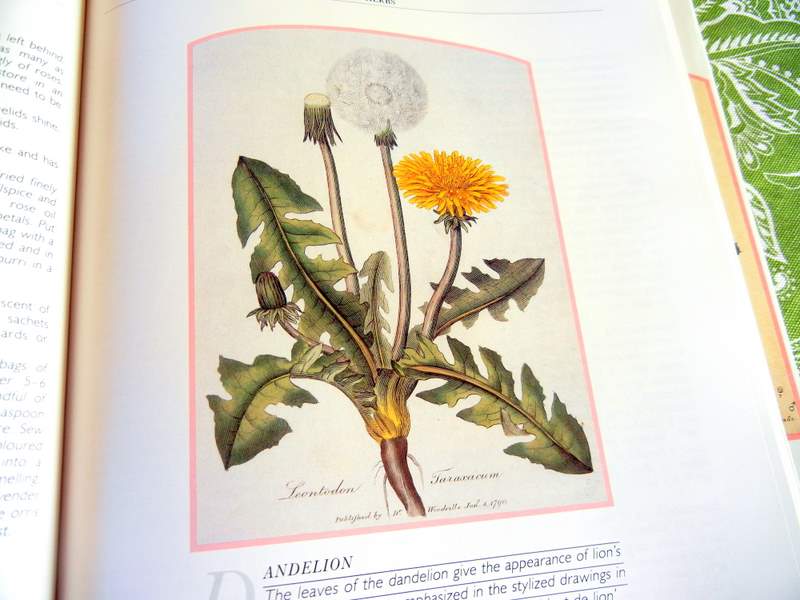  botanical print of dandelion plant