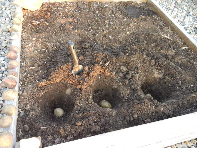 The Proper Way To Plant Potatoes In the Home Garden. A 4' x4' planting box using cut potatoes with eye buds