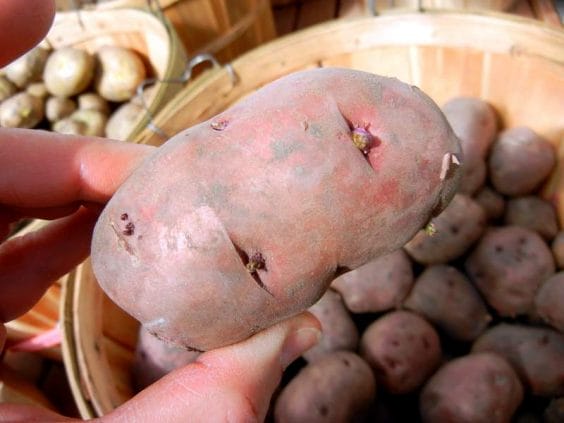 The Proper Way To Plant Potatoes In the Home Garden. Red Pontiac seed potato