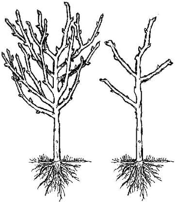 The Right and The Wrong Way & When To Prune Fruit Trees. An apple, pear, plum, cherry pruning graphic
