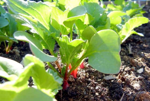 The March 'To Do' Spring Preparation List For Gardeners Radish starts in the cool weather garden