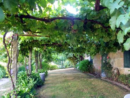 Creating Whimsy In Your Backyard & Garden, Part One. A shady porch of grape vines to shade house