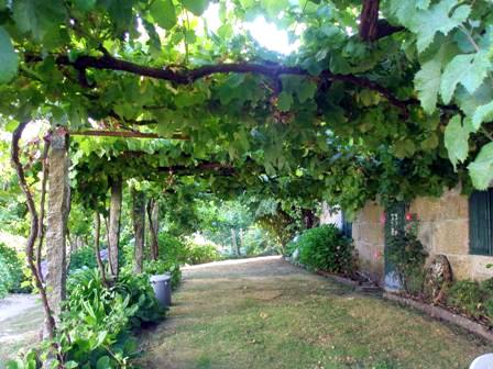 Creating Whimsy In Your Backyard & Garden, Part One. Creating Whimsy In Your Backyard & Garden, Part One. A shady porch of grape vines to shade house