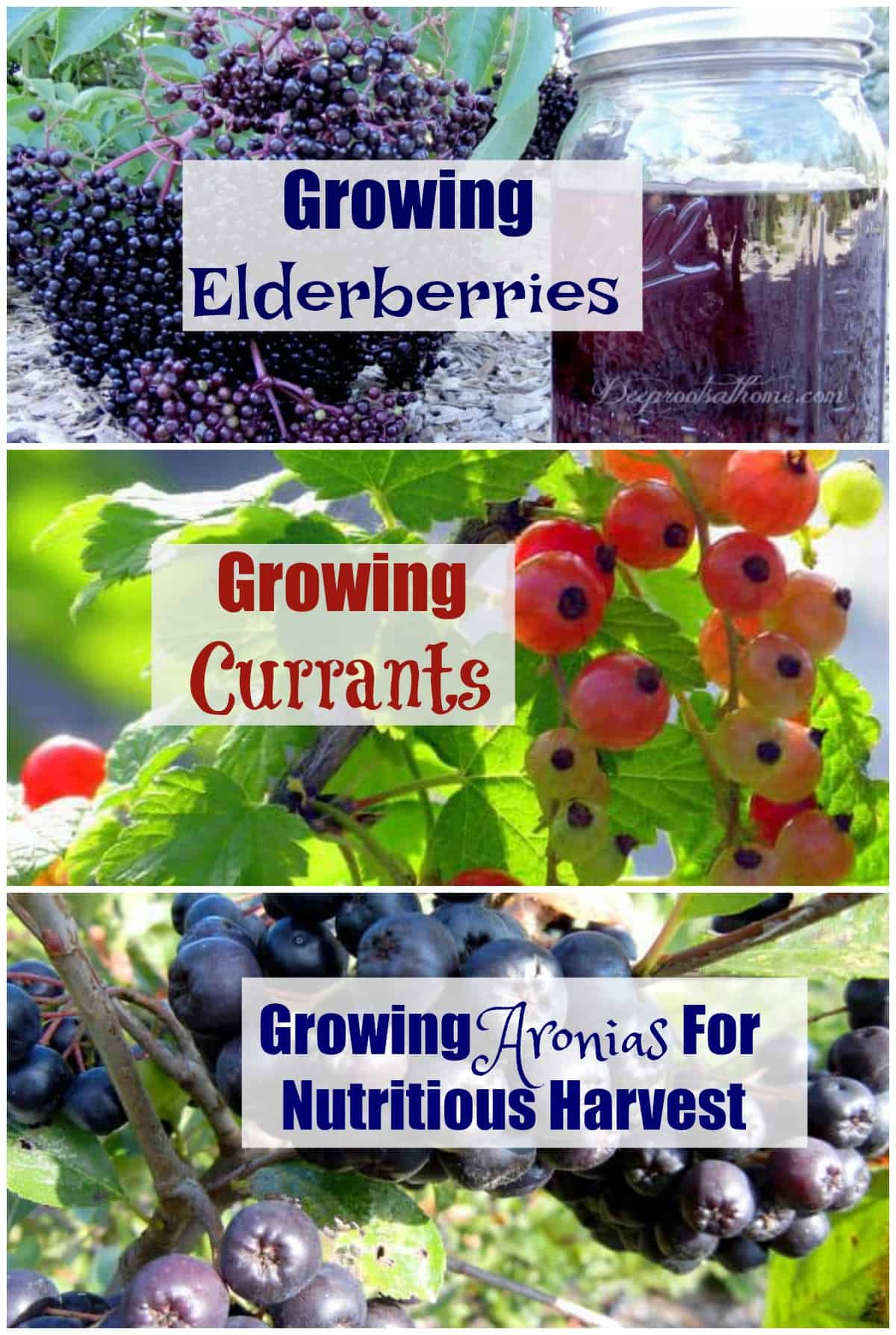 Growing Aronias, Elderberries, and Currants For Harvest. All three beautiful fruits.