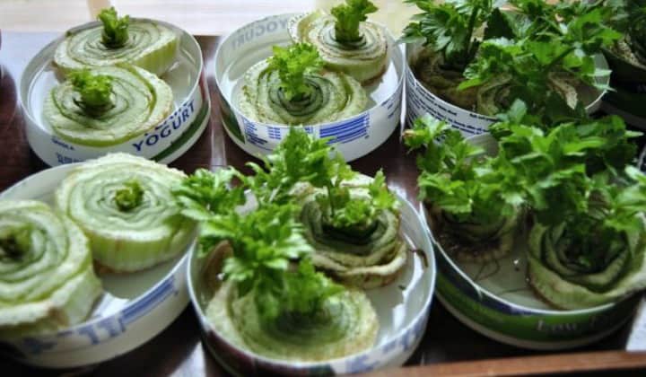 Easily Re-Growing Celery Tops: Stop Trashing Your Scraps. starting celery in shallow containers of water 