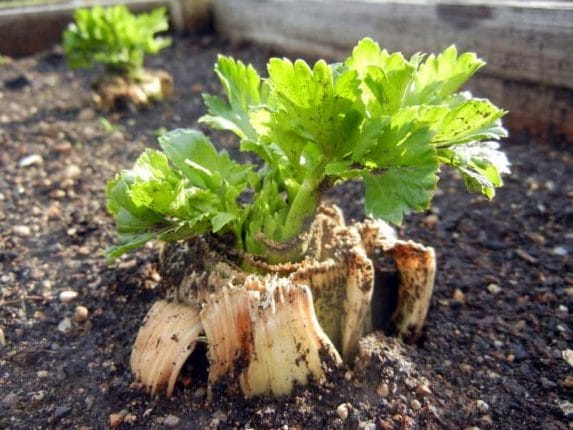  planting celery out into the garden