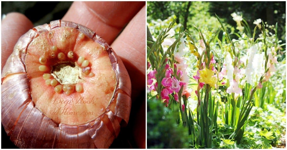 You Can Grow Glorious Gladiolus In Your Cutting Garden. graceful, long-stemmed gladiolas