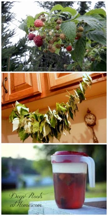 picking, drying leaves for making raspberry leaf tea