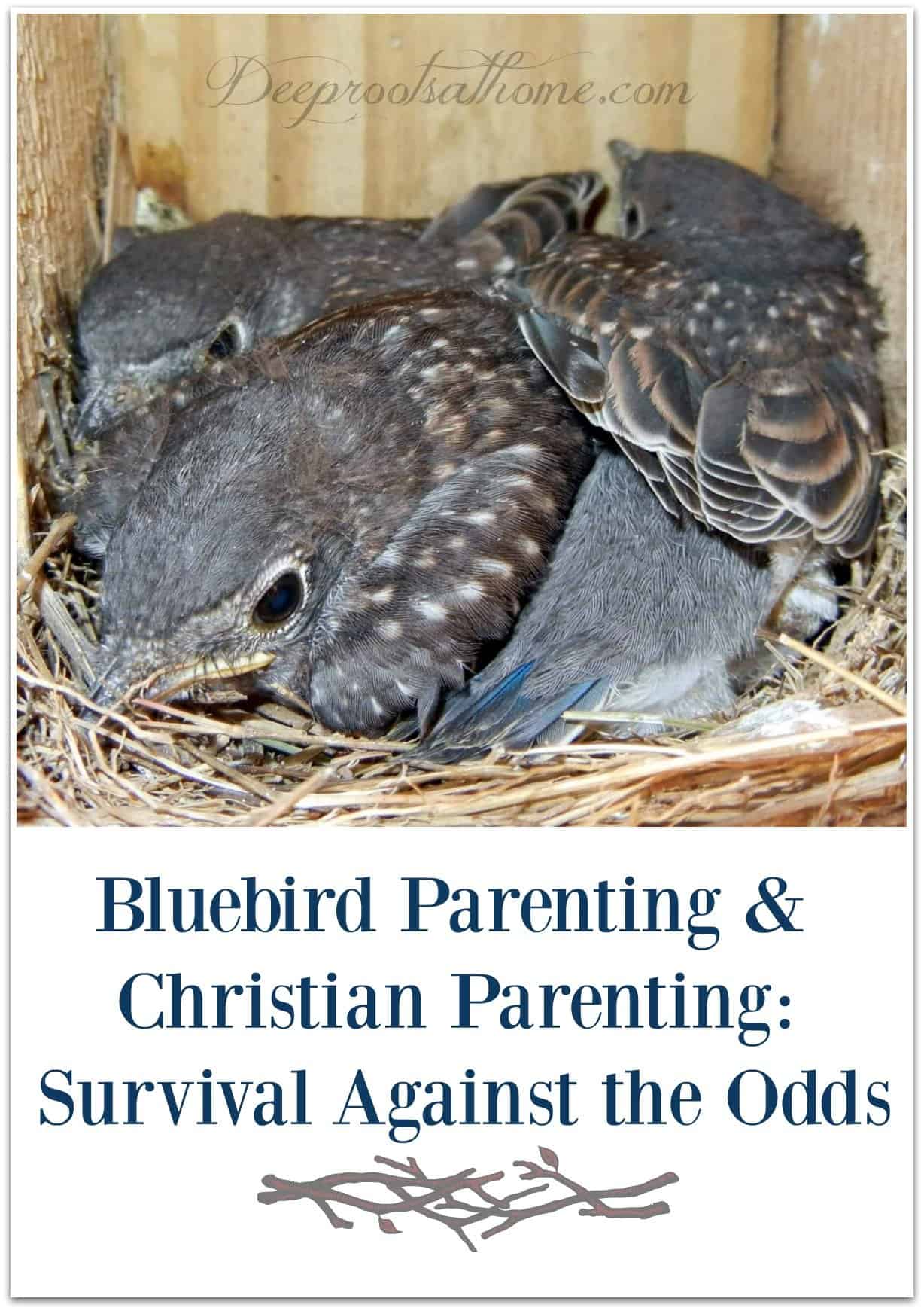 Bluebird & Christian Parenting: Survival Against the Odds