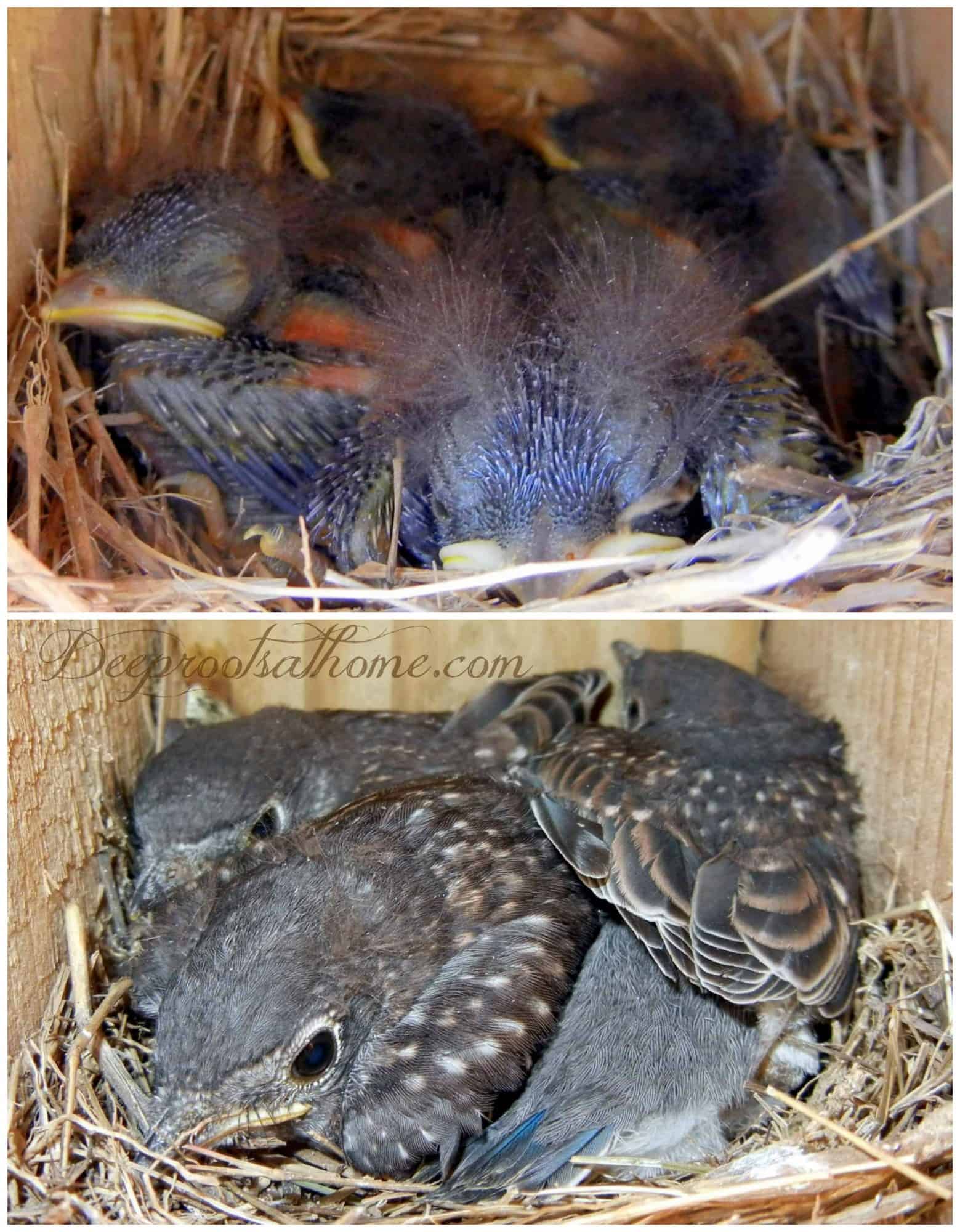 Bluebird & Christian Parenting: Surviving Against the Odds young birds in nest, huddled together, soon to fledge