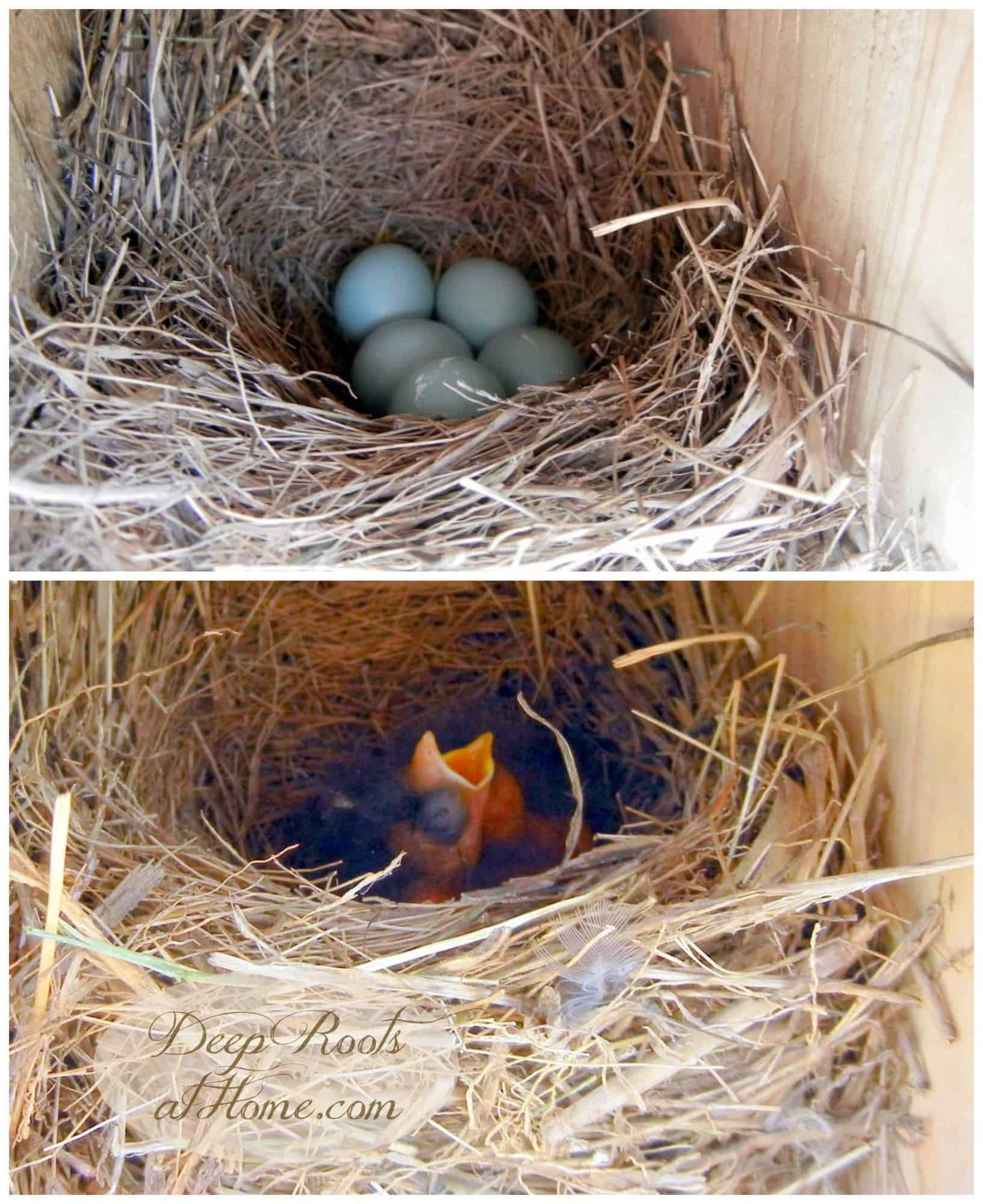 All eggs hatch at once, babies in nest box