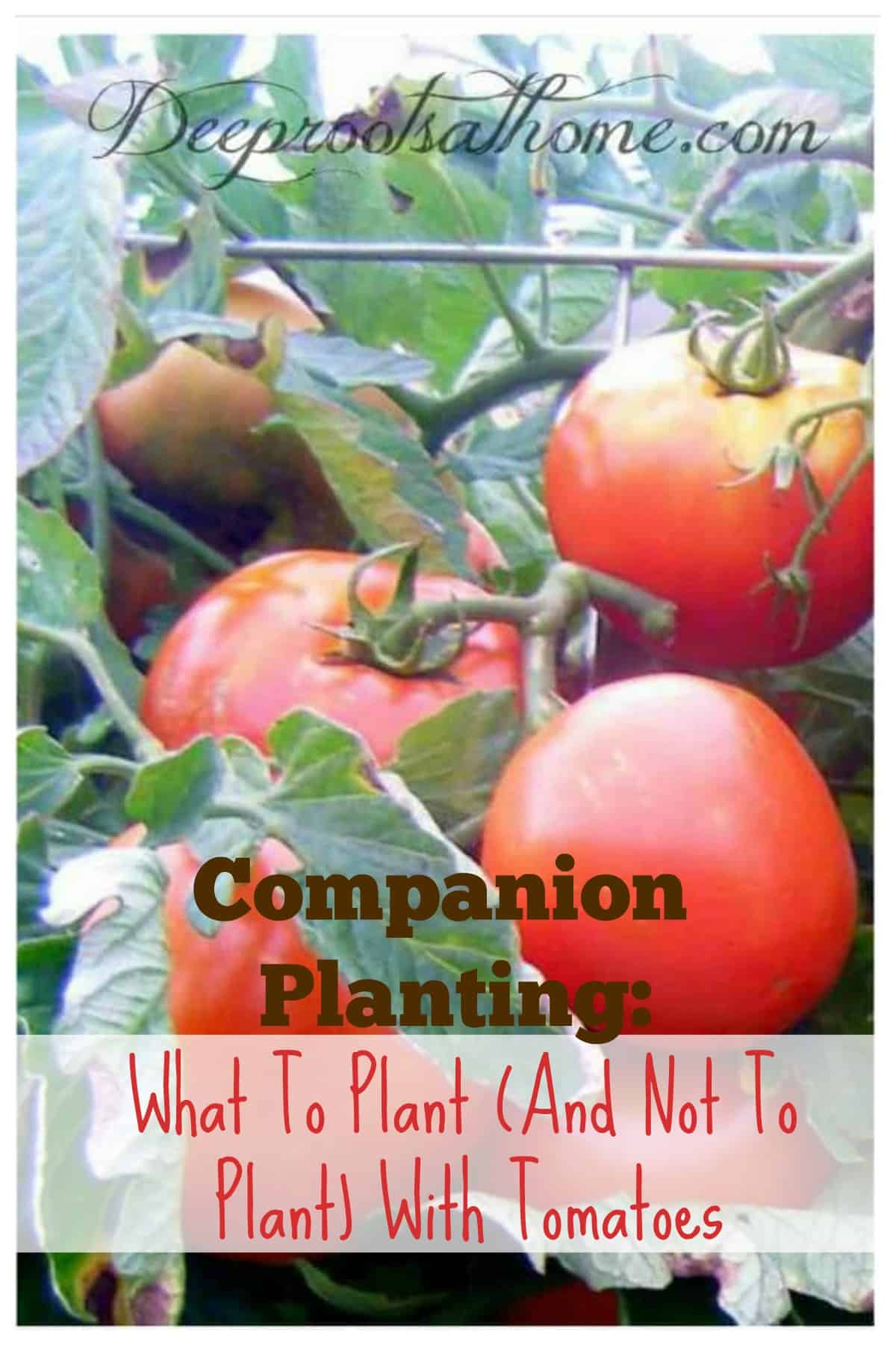 Companion Planting: What To Plant (& Not Plant) With Tomatoes. Ripe tomatoes on the vine and companion plants to grow nearby.