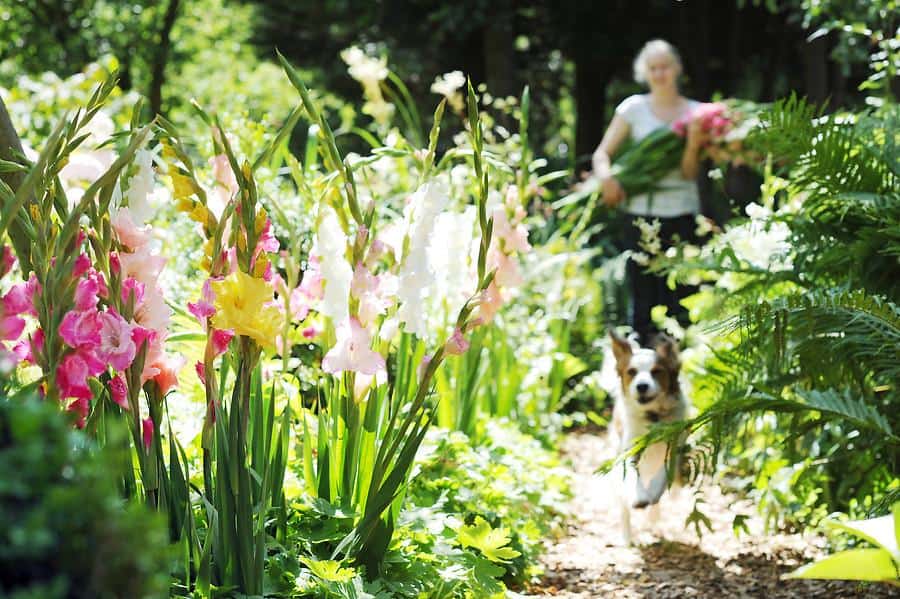 graceful, long-stemmed gladiolas