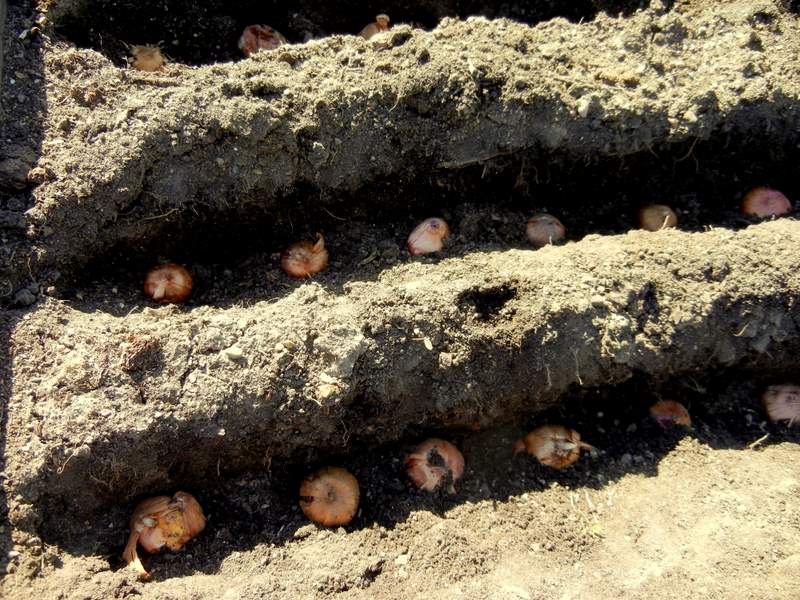 planting bulbs in ground