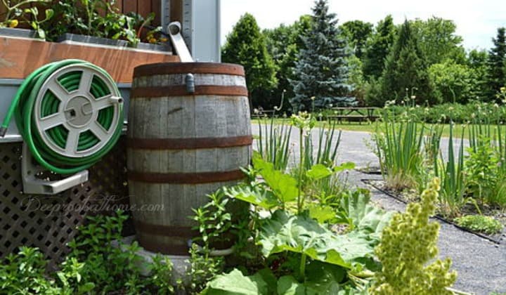 Rain Barrel Ramblings: Clever Ways To Water the Garden & Save. rain collection barrels