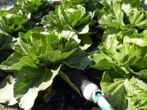 watering cabbages with rain water