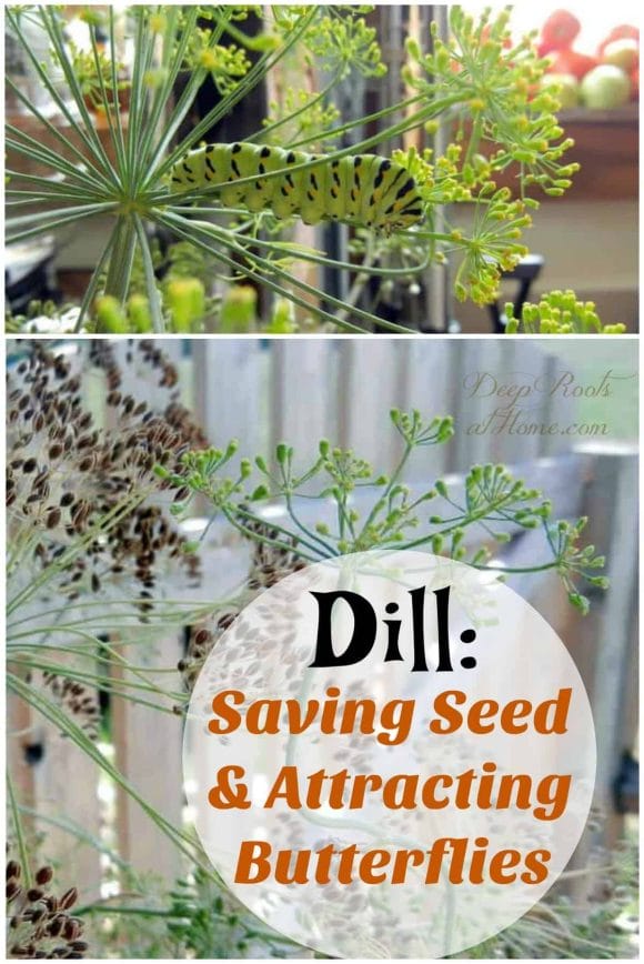 Dill: Saving Seed, Attracting Butterflies & Health Benefits.. caterpillar, eating fresh dill herb