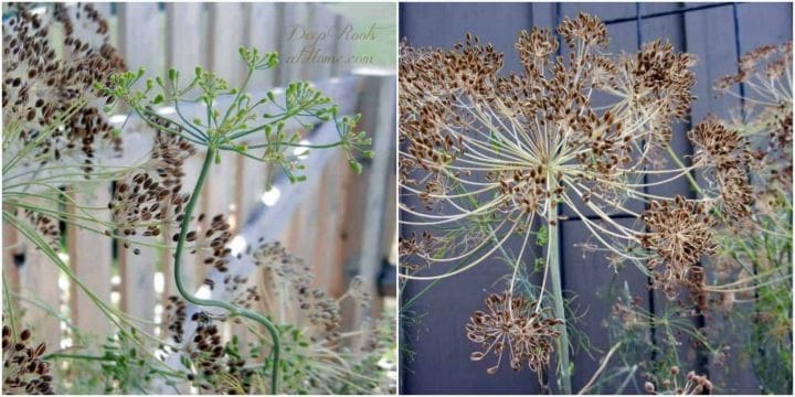 Dill: Saving Seed, Attracting Butterflies & Health Benefits. dried and drying dill seed
