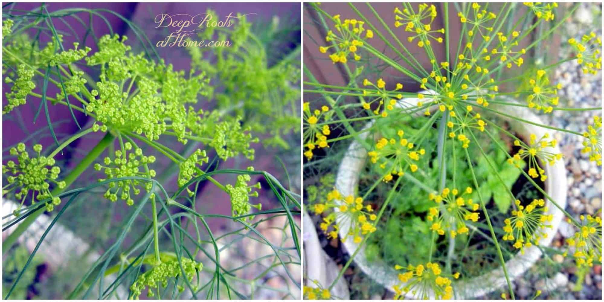 Dill: Saving Seed, Attracting Butterflies & Health Benefits. Flowers of the dill herb, grown in pots