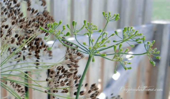 Dill: Saving Seed, Attracting Butterflies & Health Benefits. A growing garden herb, seed collecting