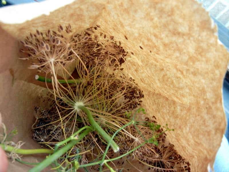 Dill: Saving Seed, Attracting Butterflies & Health Benefits. drying dill in a paper bag