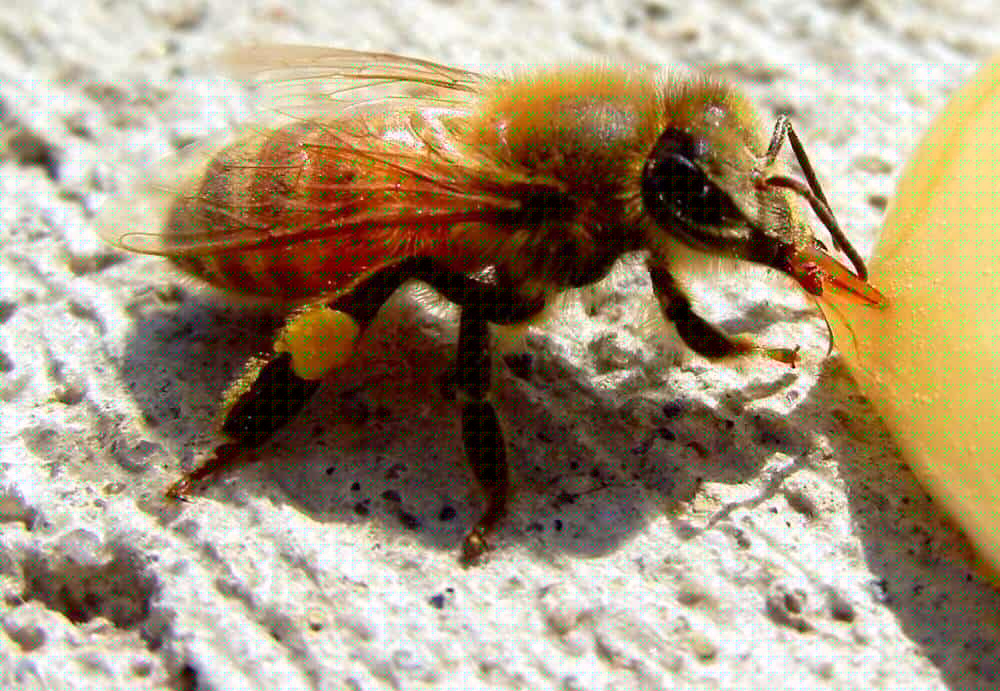 God's Medicinal Gift Of Raw Honey: 7 Bee-utiful Healing Benefits & Uses. A tired honeybee eating raw honey, in need of sugar to fly.