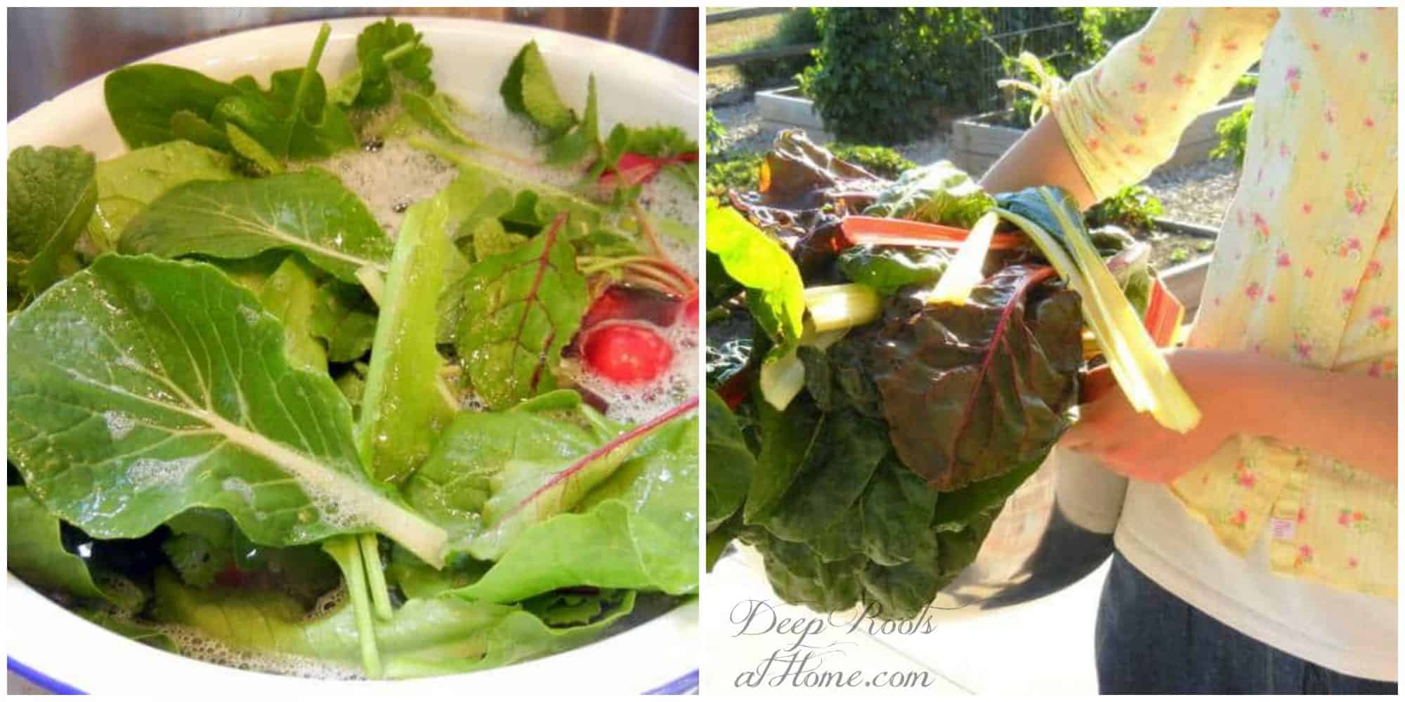 How To Create A Productive Spring or Fall Veggie Garden. How To Create A Productive Spring or Fall Veggie Garden. fresh greens from the garden