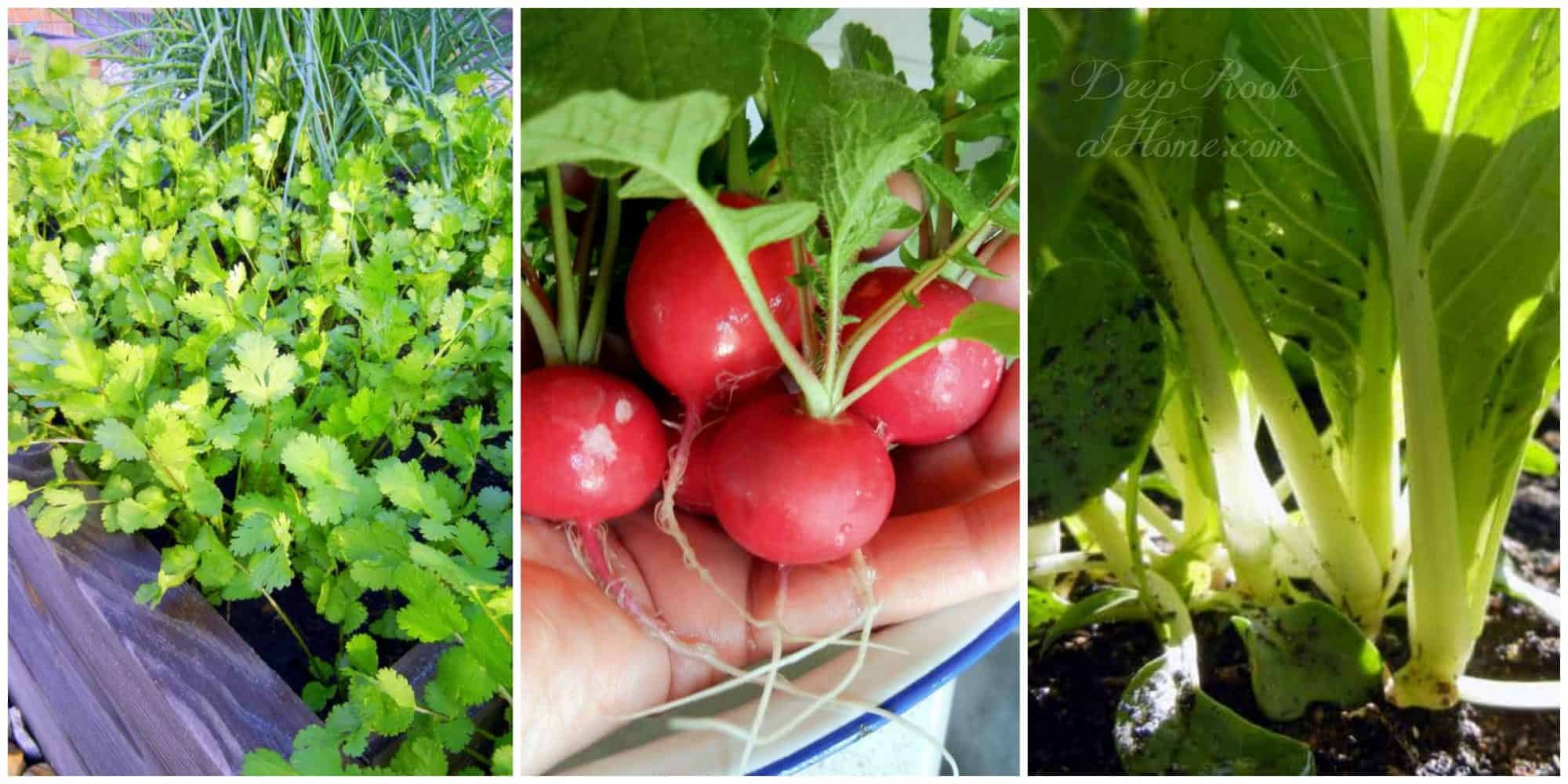 How To Create A Productive Spring or Fall Veggie Garden. How To Create A Productive Spring or Fall Veggie Garden. cilantro and chives love cool weather