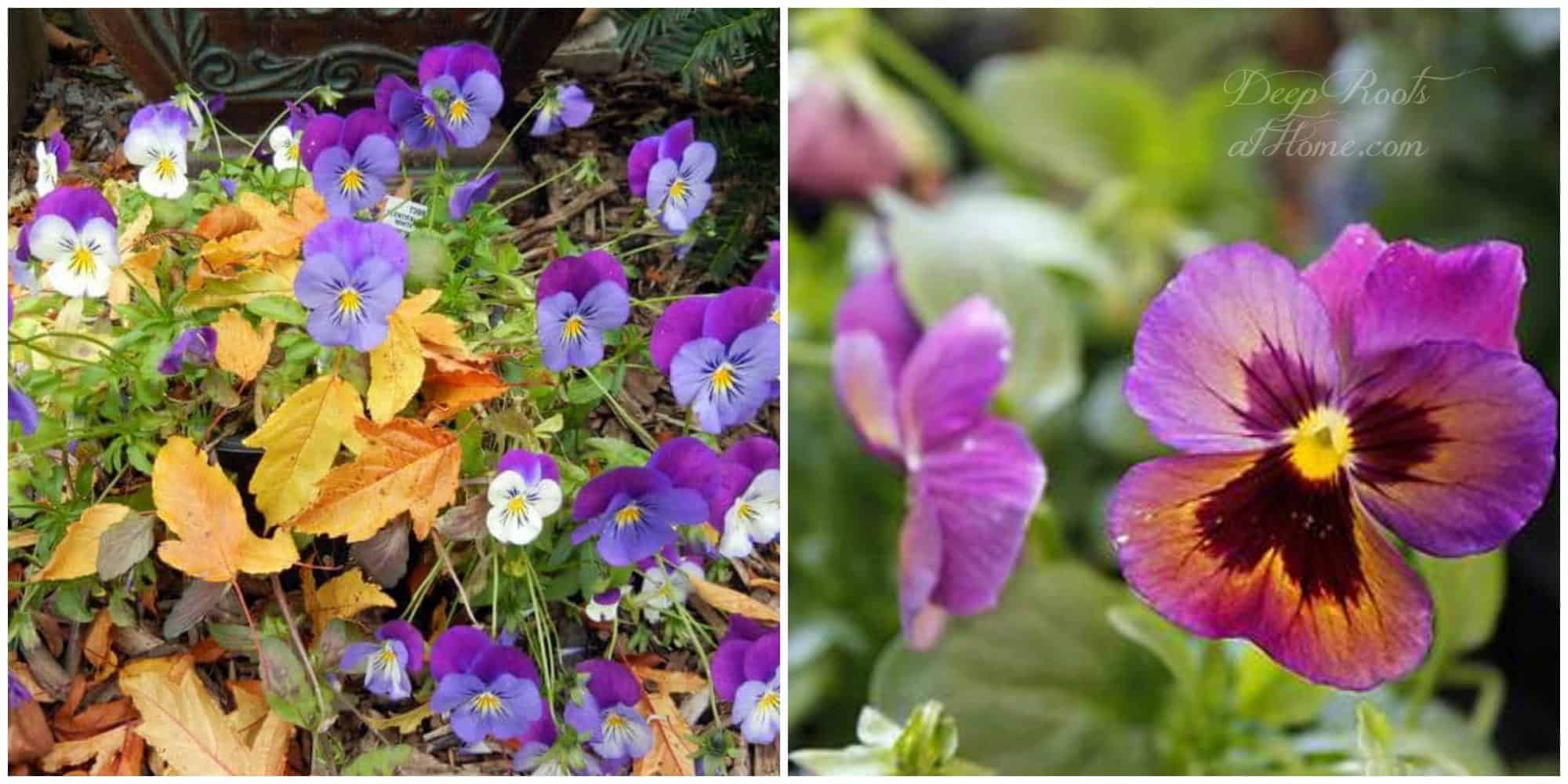 How To Create A Productive Spring or Fall Veggie Garden Plentifall pansies