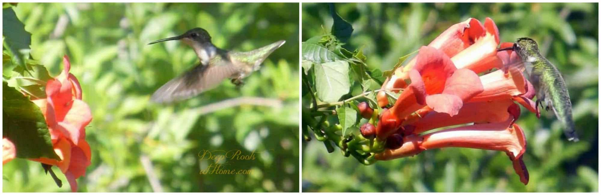ruby-throated hummingbird, 