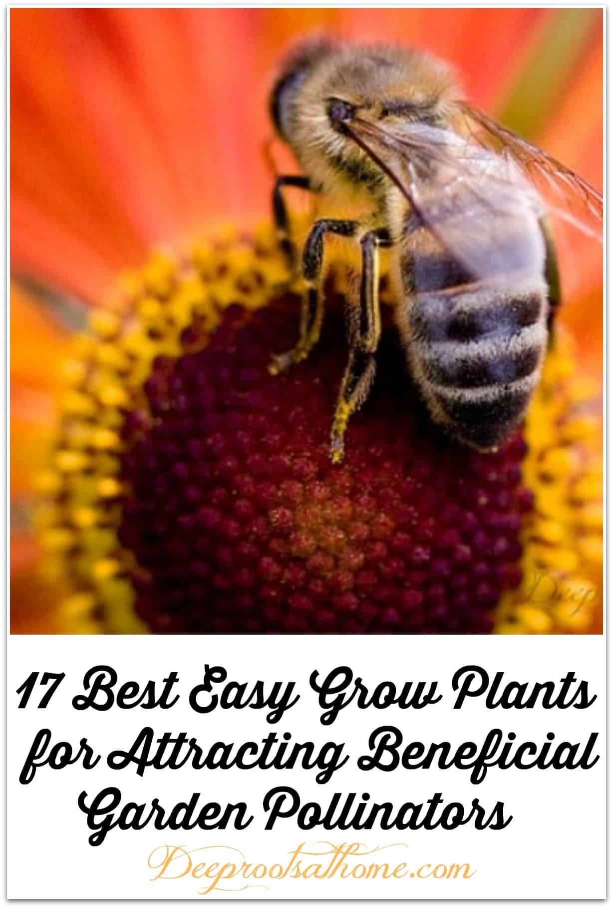 17 Best Easy Grow Plants for Attracting Beneficial Garden Pollinators. A honeybee on an orange coneflower