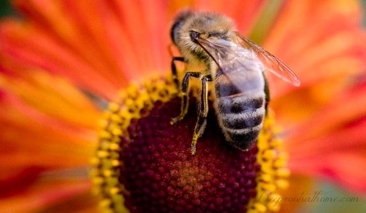 17 Best Easy Grow Plants for Attracting Beneficial Garden Pollinators. Busy as a bee