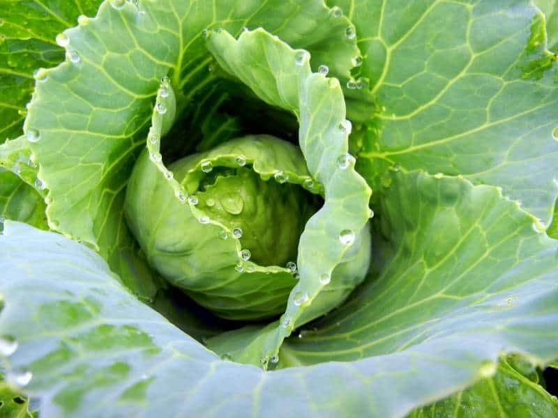 How To Create A Productive Spring or Fall Veggie Garden cabbage grown in the spring and the fall
