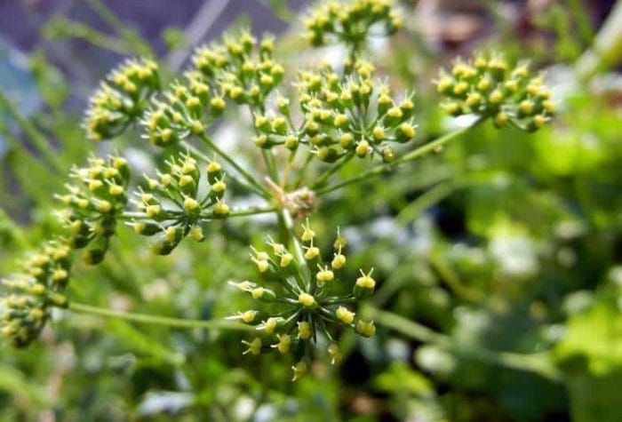  parsley going to seed