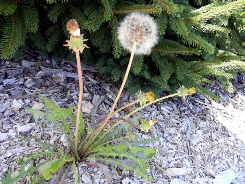 dandelion with seed head