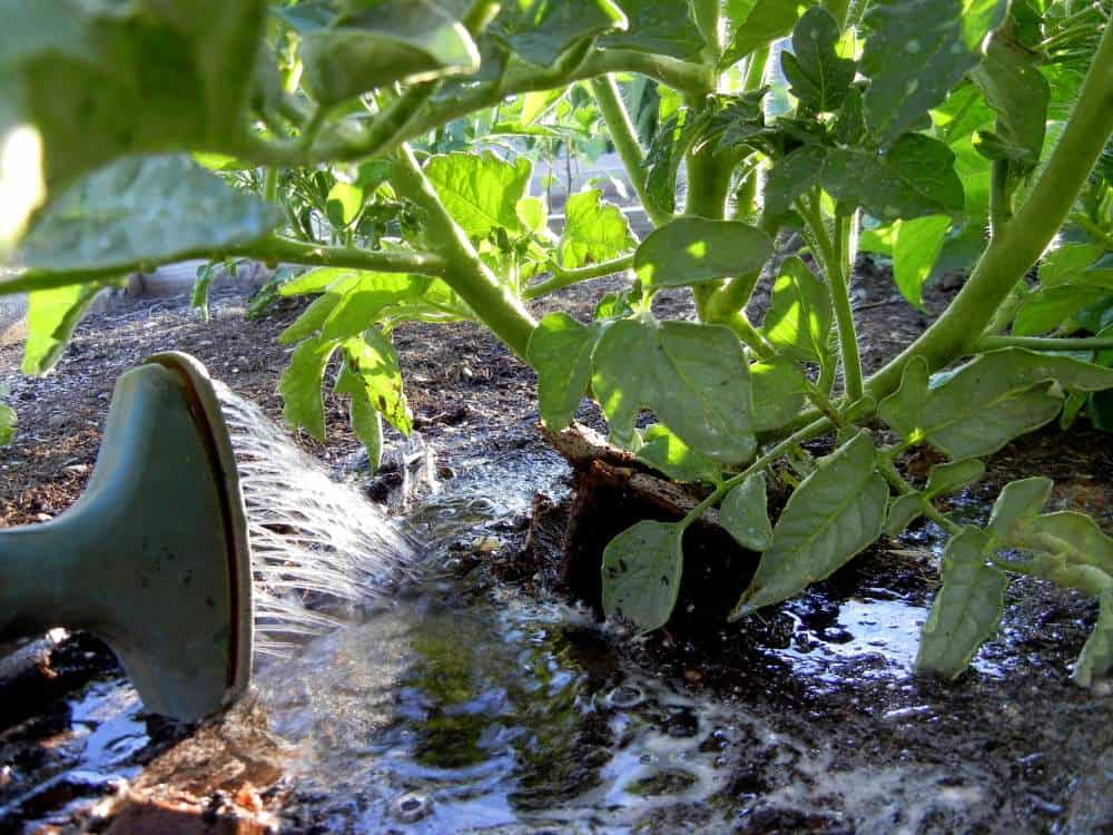 Gardening To-Do List: Stay On Top Of It In August & September. watering tomatoes