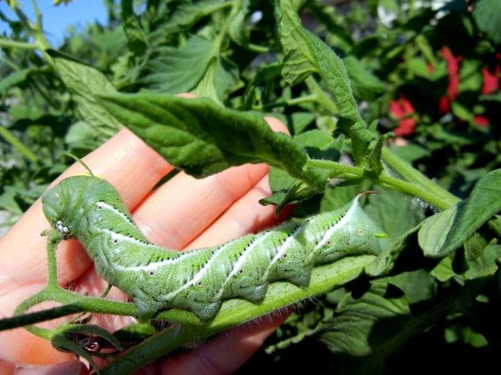 tomato hornworm, 4 inch, eats tomatoes, green caterpillar