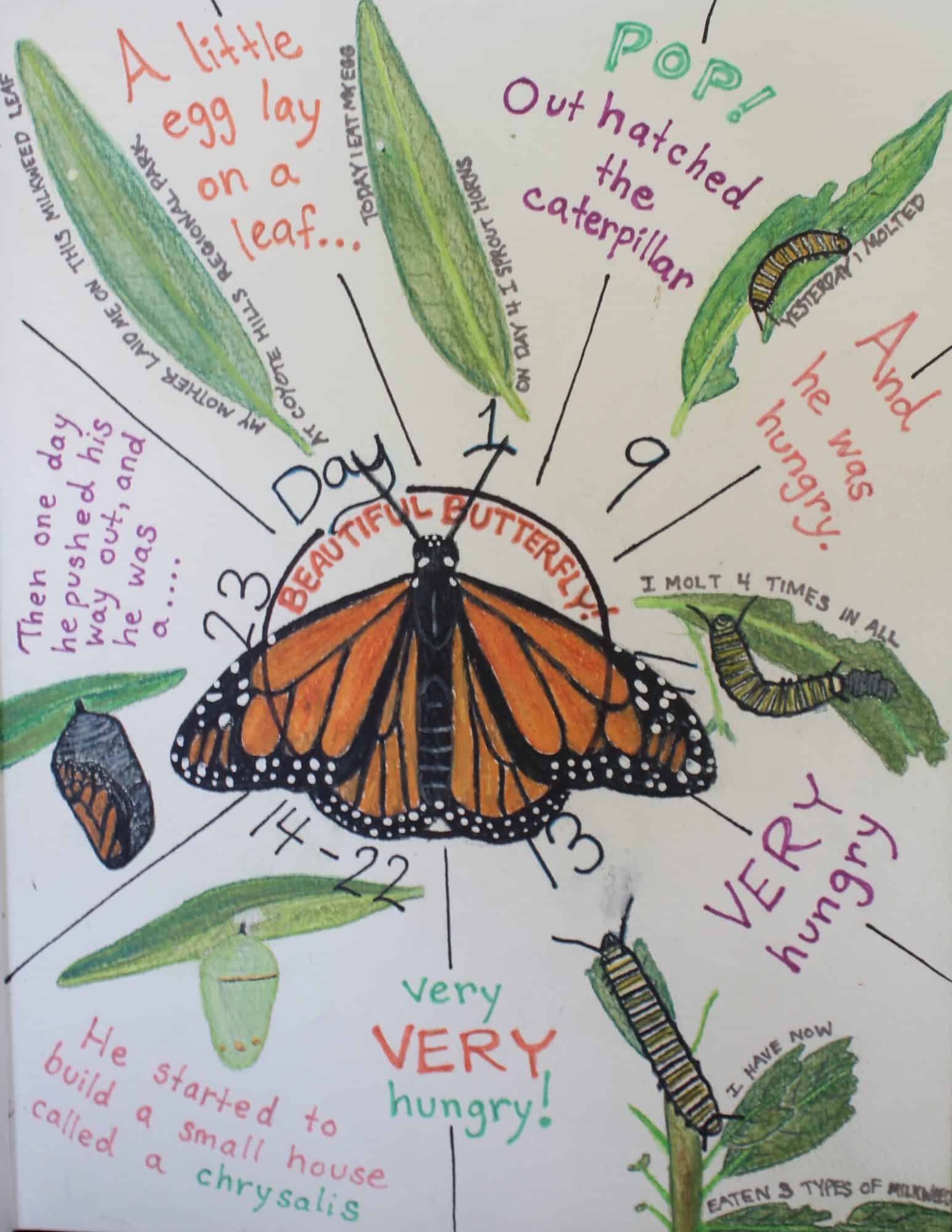Raising Our Boys Through Nature Study & Enrichment. nature journal of monarch