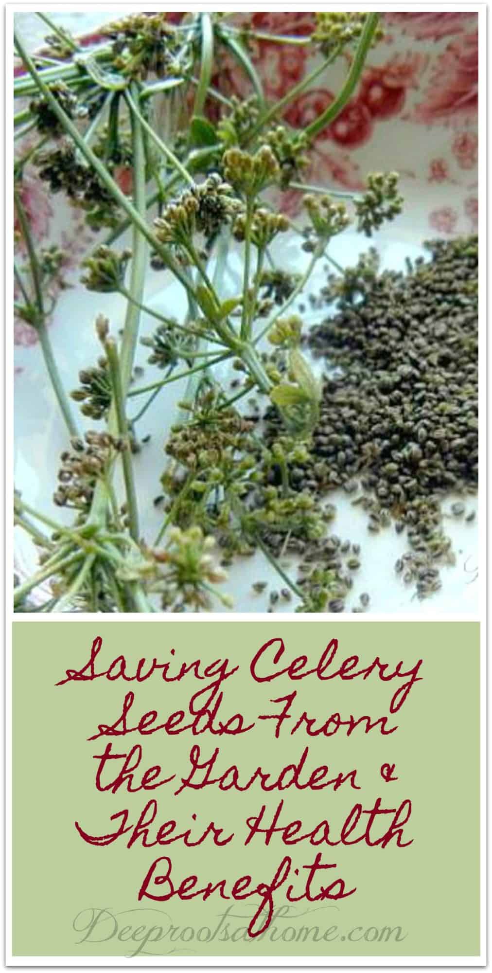 Saving Celery Seeds From the Garden & Their Health Benefits. pinterest image