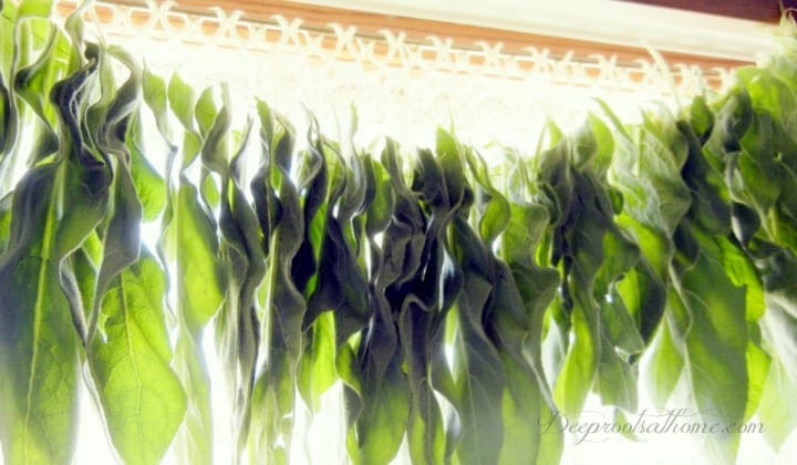 drying leaves for tea