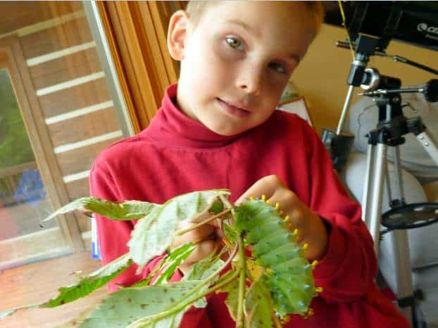 Raising Our Boys Through Nature Study & Enrichment. home education