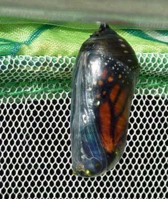 a Monarch chrysalis, ready to emerge