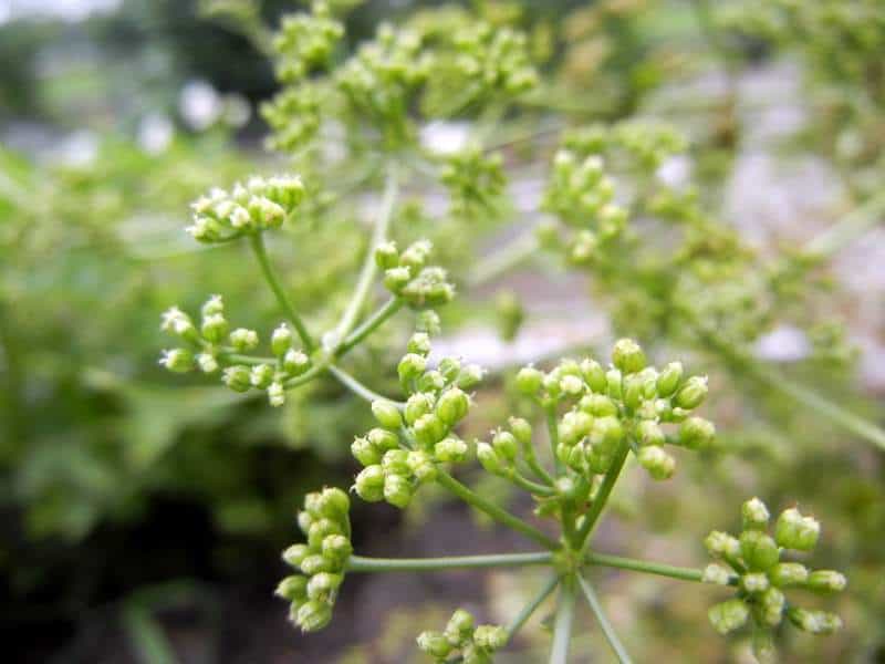  Saving Celery Seeds From the Garden & Their Health Benefits.. bog plants