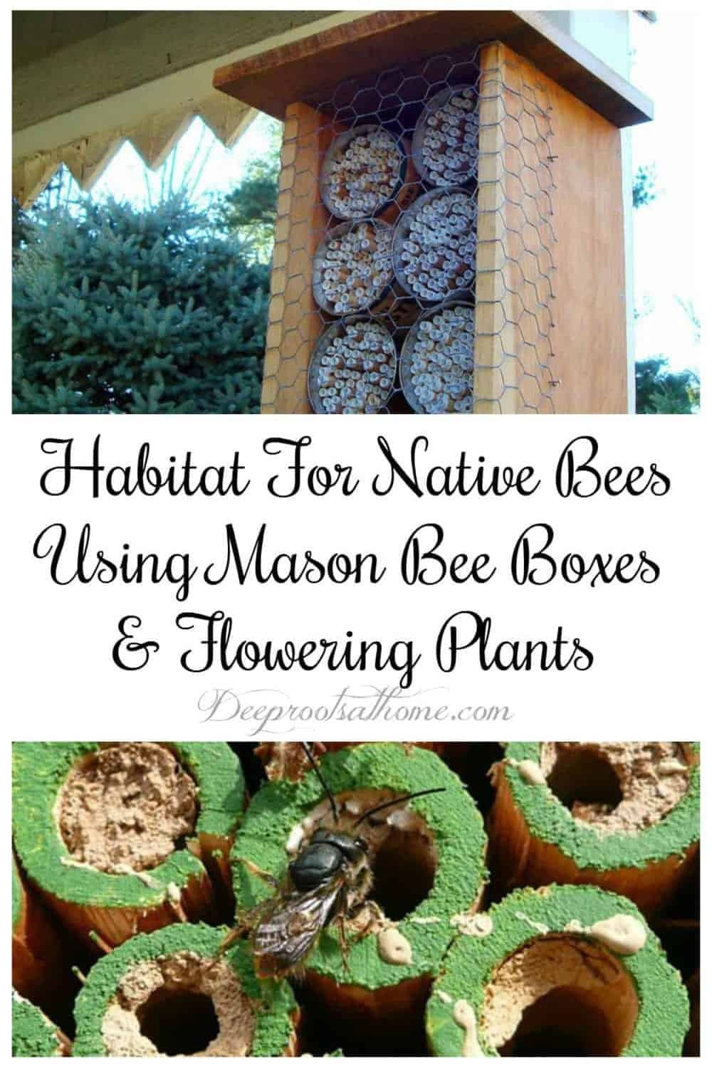 Habitat For Native Bees Using Mason Bee Boxes & Flowering Plants. 2 kinds of mason bee boxes