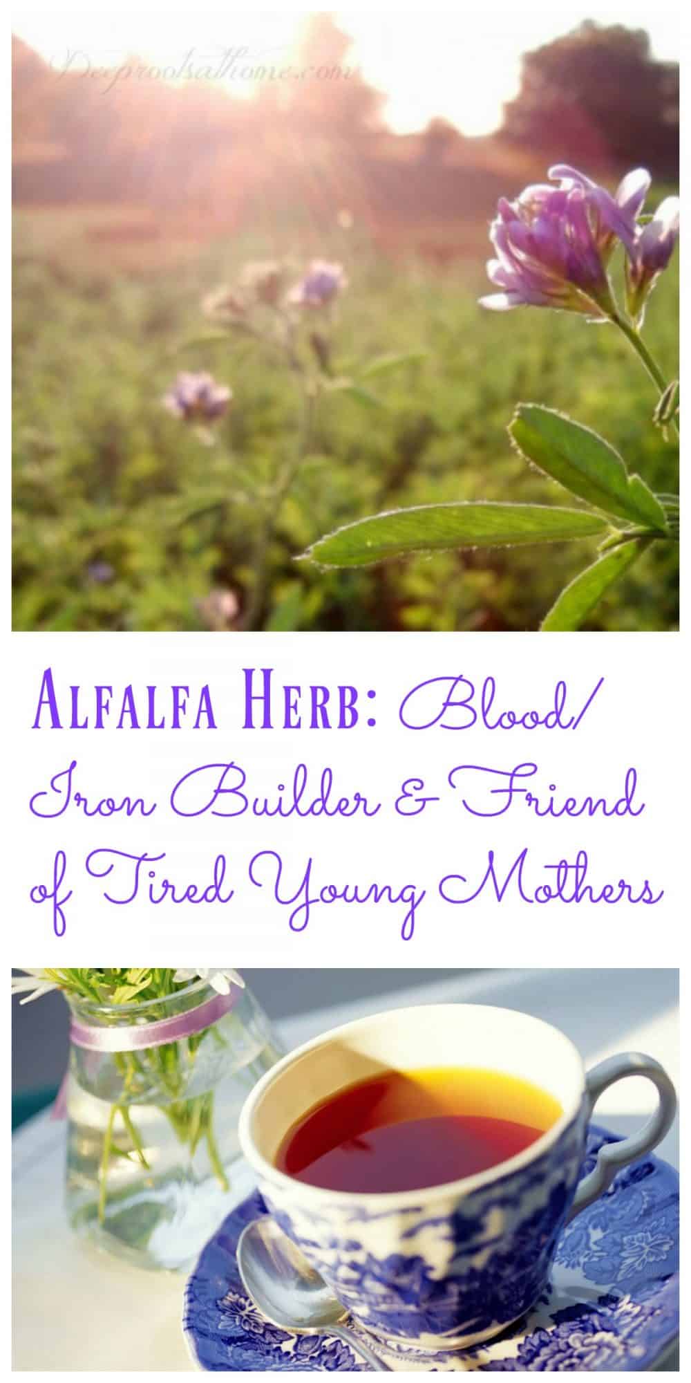 Alfalfa Herb: Blood/Iron Builder & Friend of Tired Young Mothers. See why it's great as a blood cleaner, used for urinary tract infections and menopausal symptoms. #natural #woman #wellness Alfalfa Herb: Blood/Iron Builder & Friend of Tired Young Mothers, alfalfa herb, Bulk Herb Store, cut leaf, organic, harvest, herbal tea, builds iron, detox, increases breast milk, urinary tract infections, blood cleaner, loaded with vitamins, chlorophyll, cancer preventative, Bulk Herb Store, organic, medicago sativa, tonic herb,