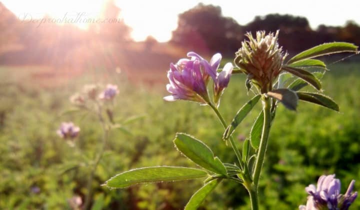 Alfalfa Herb - Friend of Young Mothers & Those On Antibiotics, alfalfa herb, Bulk Herb Store, cut leaf, organic, harvest, herbal tea, builds iron, detox, increases breast milk, urinary tract infections, blood cleaner, loaded with vitamins, chlorophyll, cancer preventative, Bulk Herb Store, organic, medicago sativa, tonic herb, 